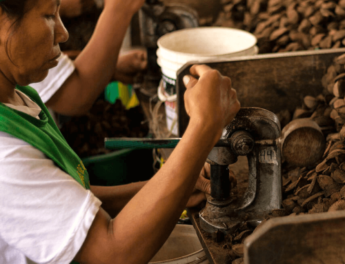 Producción sostenible de castañas orgánicas en Madre de Dios