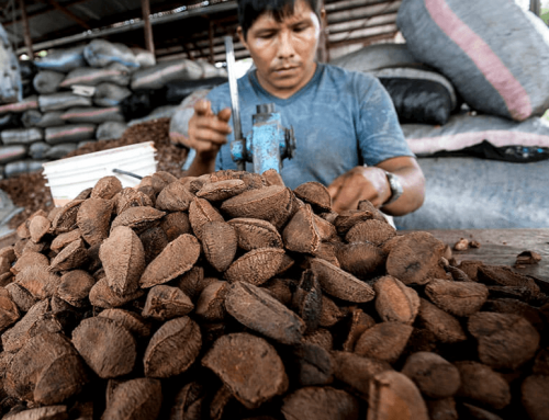 ¿Cómo identificar una castaña amazónica de calidad premium?