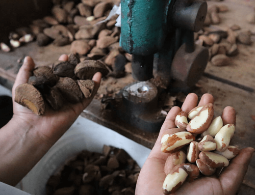 Beneficios del selenio de la castaña orgánica